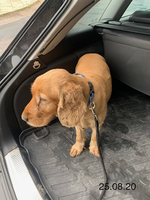 Pies koloru jasnobrązowego, długowłosy, na siedzeniu samochodu
