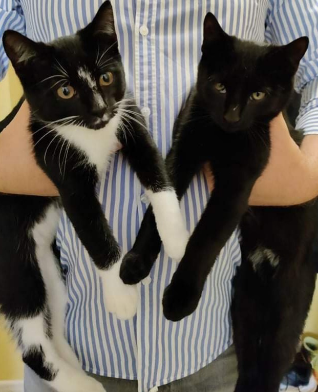 dwa młode, czarne koty