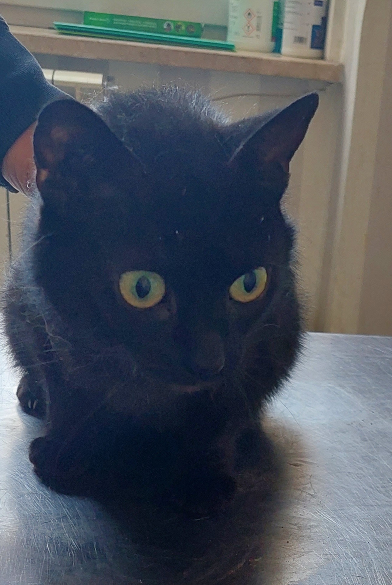 Czarny kot leżący na stole