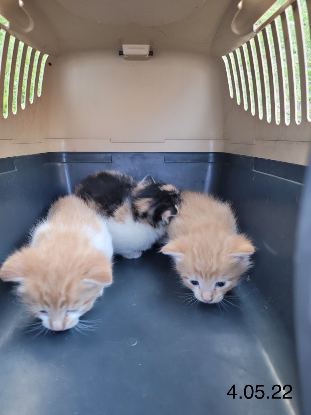 trzy małe kociaki w pojemniku do przewożenia 