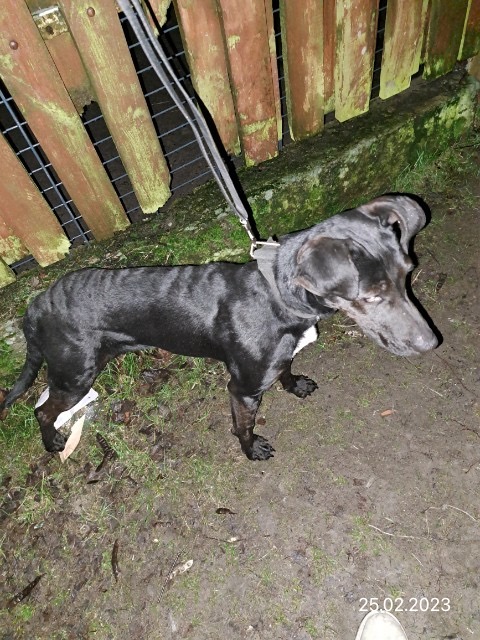 czarny pies na tle drewnianego plotu